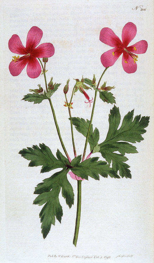 Geranium Anemonefolium, Also Known Drawing by Mary Evans Picture Library