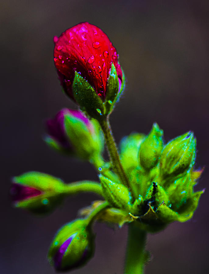 Geranium Bud Photograph by Ron Roberts