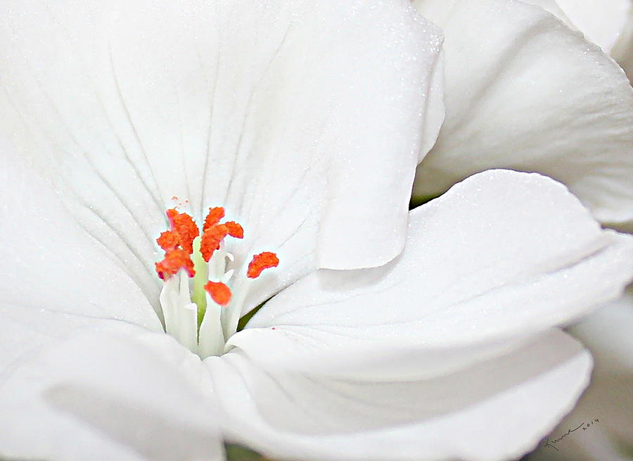 Nature Photograph - Geranium Floret by Kume Bryant