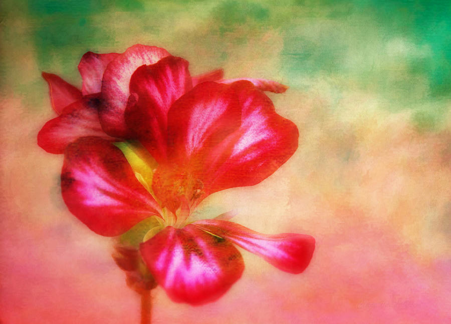 Geranium Flower Blossom Textured Painterly Photograph by Clare VanderVeen
