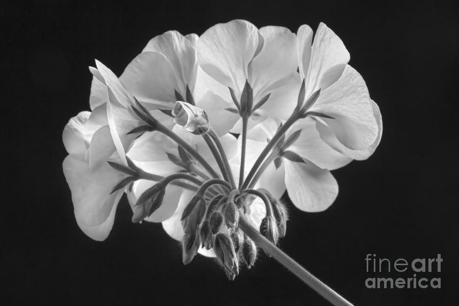 Geranium Flower In Progress Black and White Photograph by James BO Insogna