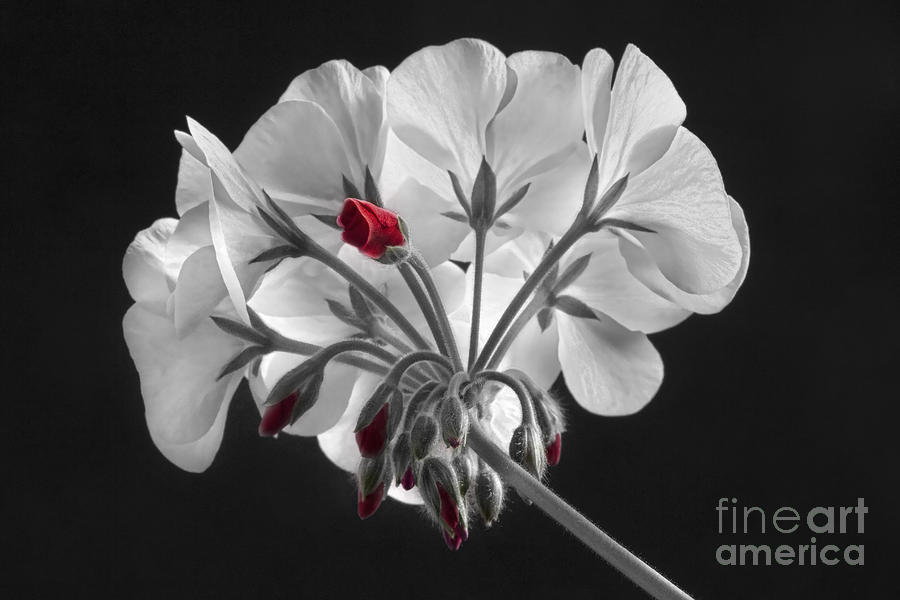 Geranium Flower In Progress  Photograph by James BO Insogna