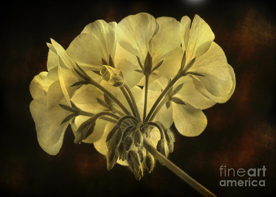 Geranium Flower Texture Photograph by James BO Insogna