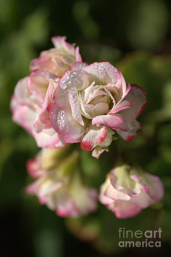 Geranium Flowers Photograph by Joy Watson