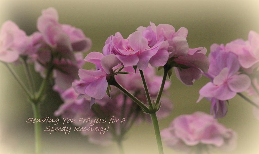 Flowers Still Life Photograph - Geranium Get Well Prayer by Rosanne Jordan