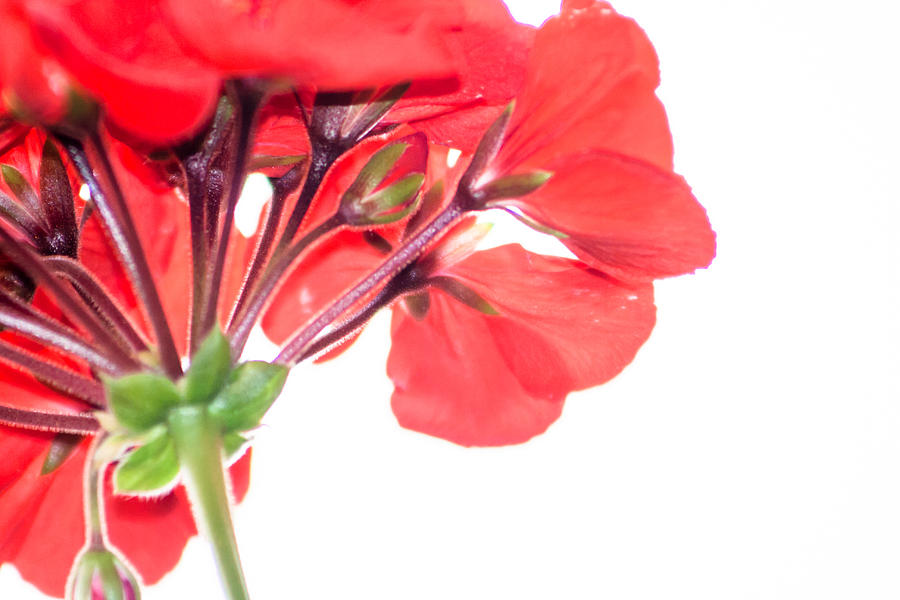 Flower Photograph - Geranium in Red by Dawn Romine