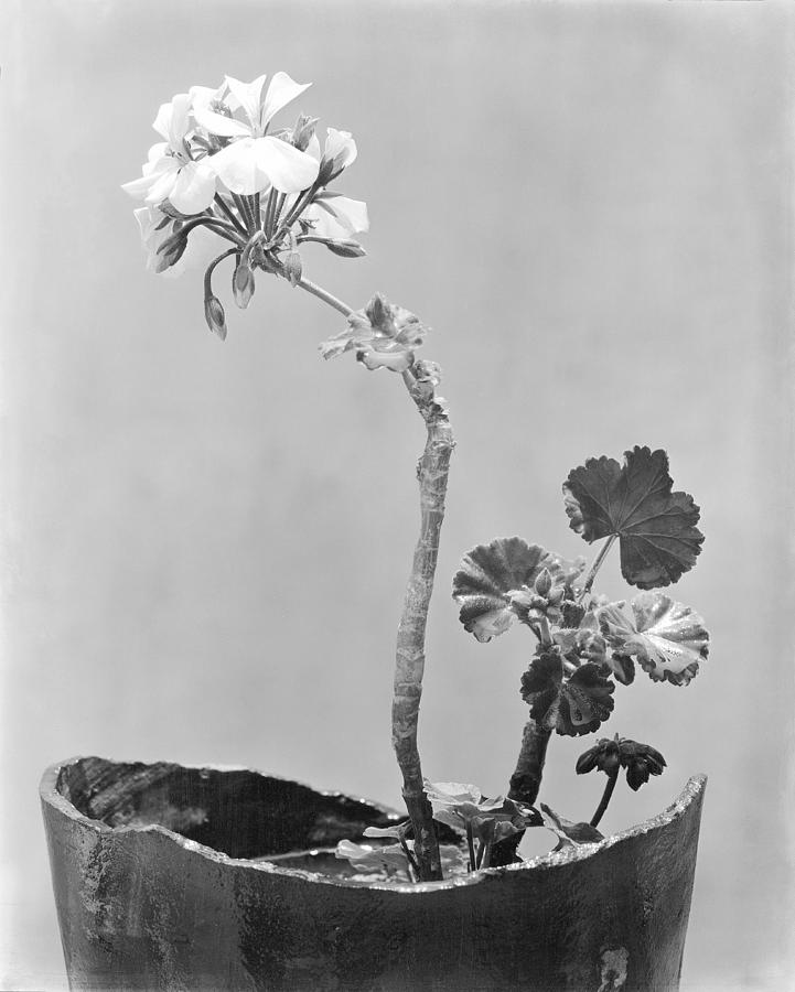 Flower Photograph - Geranium, Mexico City, C.1924 by Tina Modotti