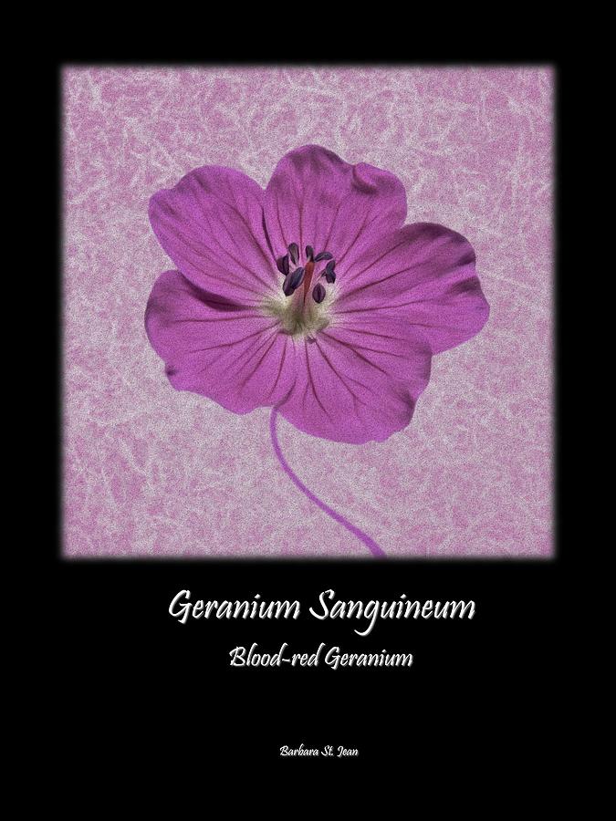 Geranium Purple Poster 2 Digital Art by Barbara St Jean
