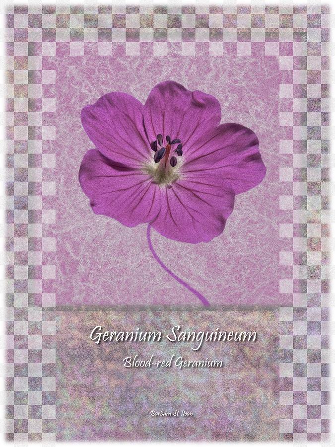 Geranium Purple Poster 3 Digital Art by Barbara St Jean