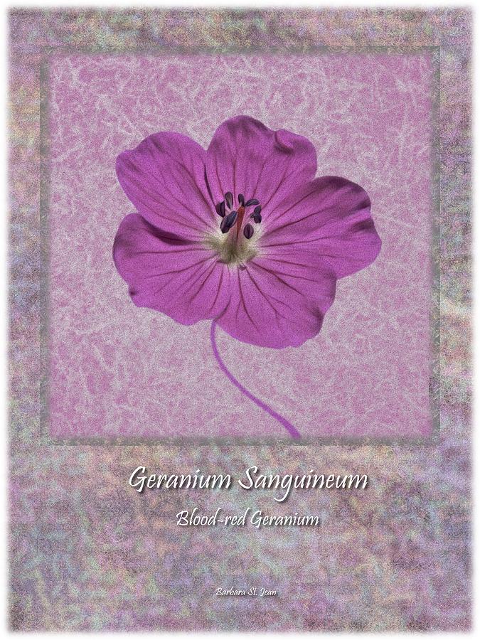 Geranium Purple Poster 4 Digital Art by Barbara St Jean