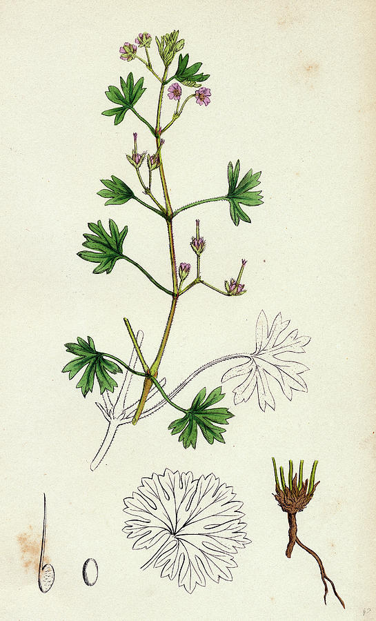 Geranium Pusillum Small-flowered Cranes-bill Drawing by English School