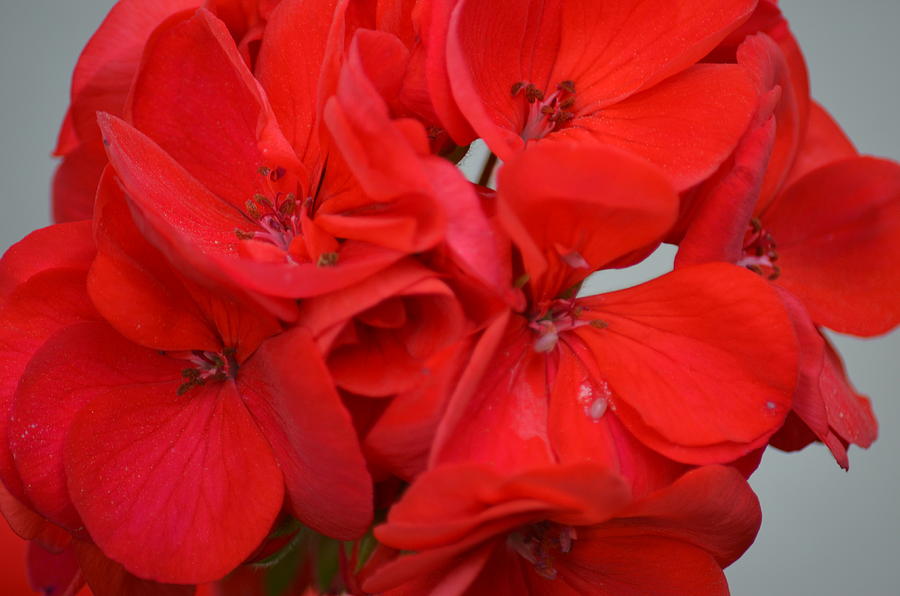 Nature Photograph - Geranium Red by Maria Urso
