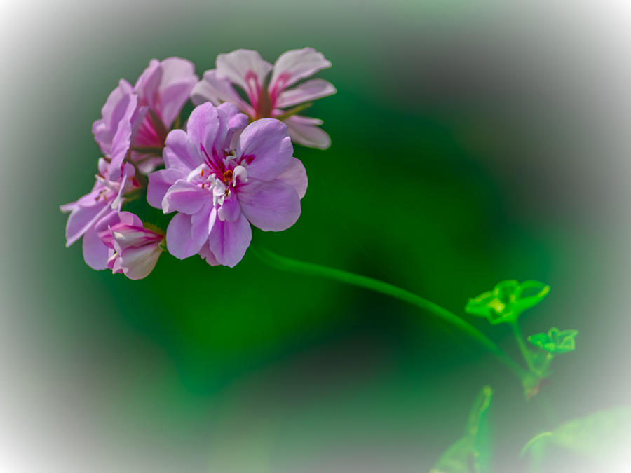 Flower Photograph - Geranium by Renee Barnes