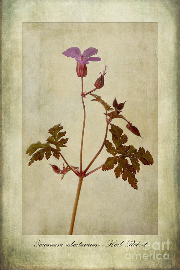 Nature Photograph - Geranium robertianum by John Edwards