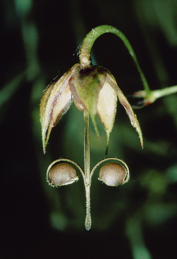 Geranium Seeds Photograph by Perennou Nuridsany