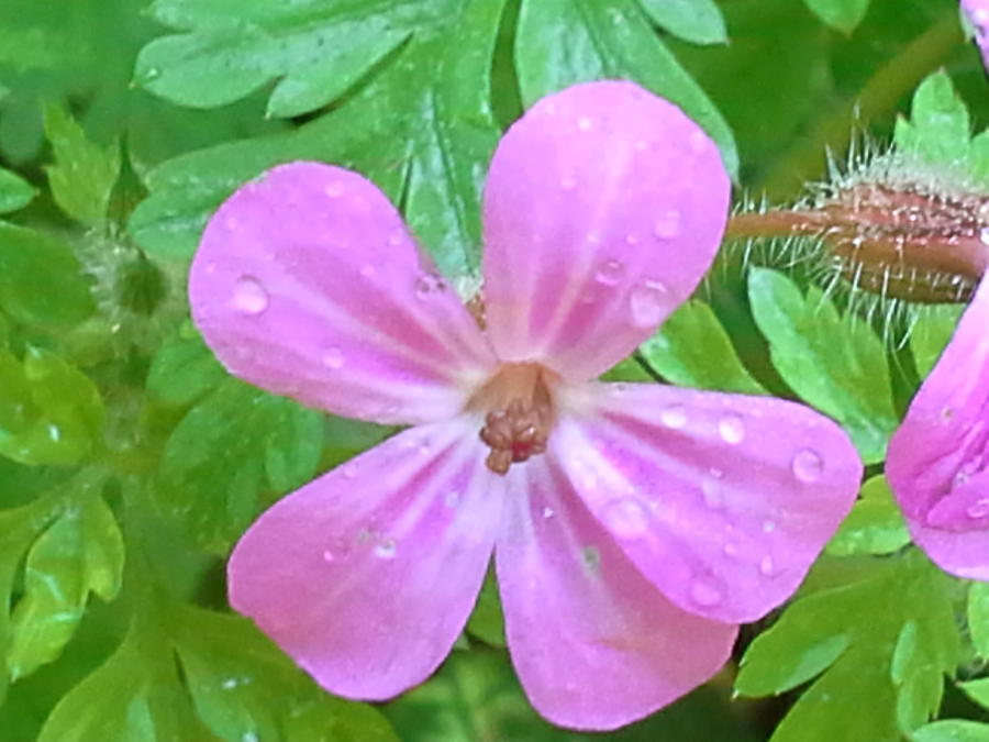 Flowers Still Life Photograph - Pink Geranium - Woodard Bay Series by Steve Baldwin