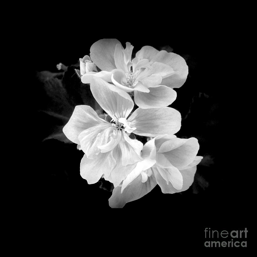 Geranium White Photograph
