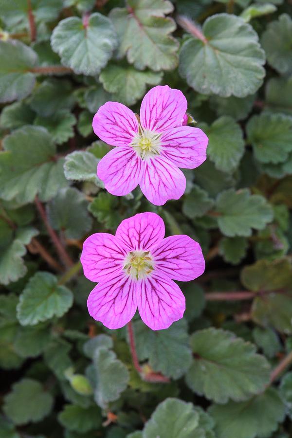 Geranium X Variable bishops Form Photograph by Geoff Kidd/science Photo Library