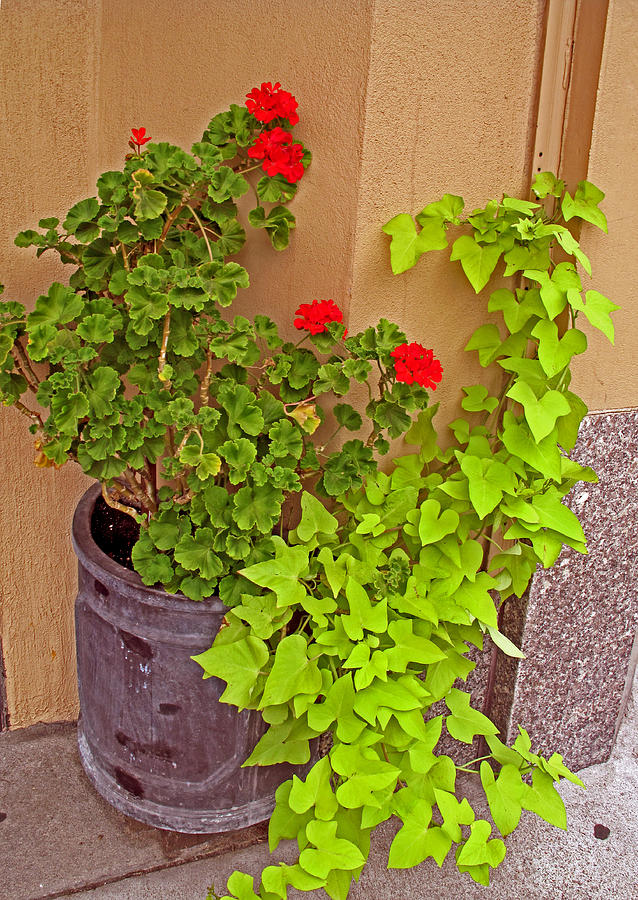 Geraniums and Ivy Photograph by Barbara McDevitt