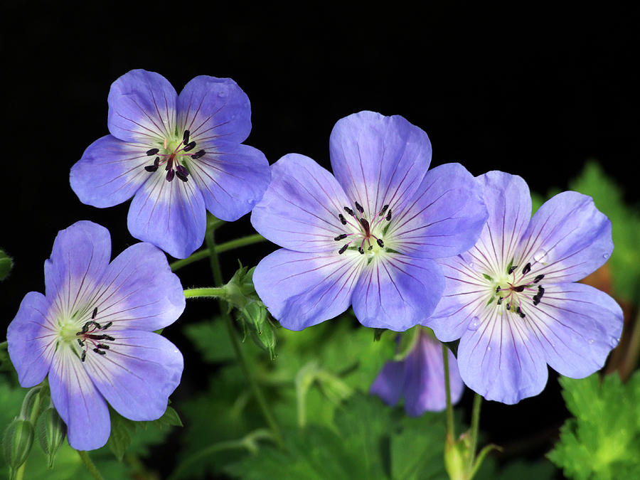 Geraniums (geranium 'rozanne') Photograph by Ian Gowland/science Photo ...