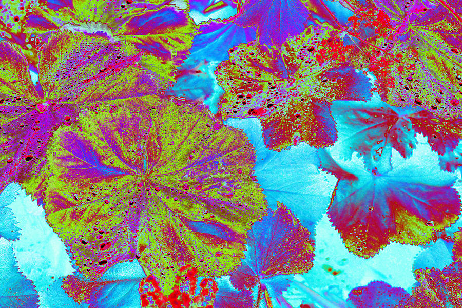 Geraniums in a Psychedelic Light Photograph by Richard Henne