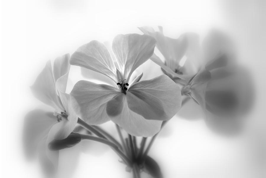 Geraniums in Black and White Photograph by Nathan Abbott