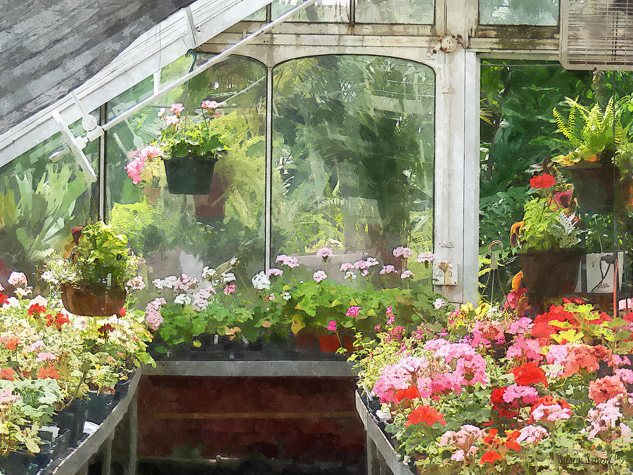 Geraniums in Greenhouse Photograph by Susan Savad