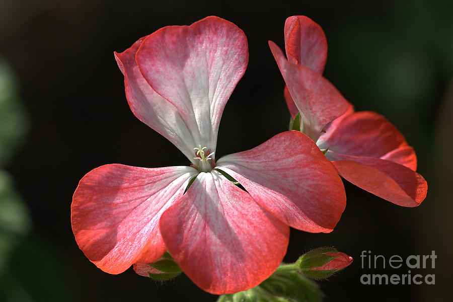 Nature Photograph - Geraniums in the Sun by Joy Watson