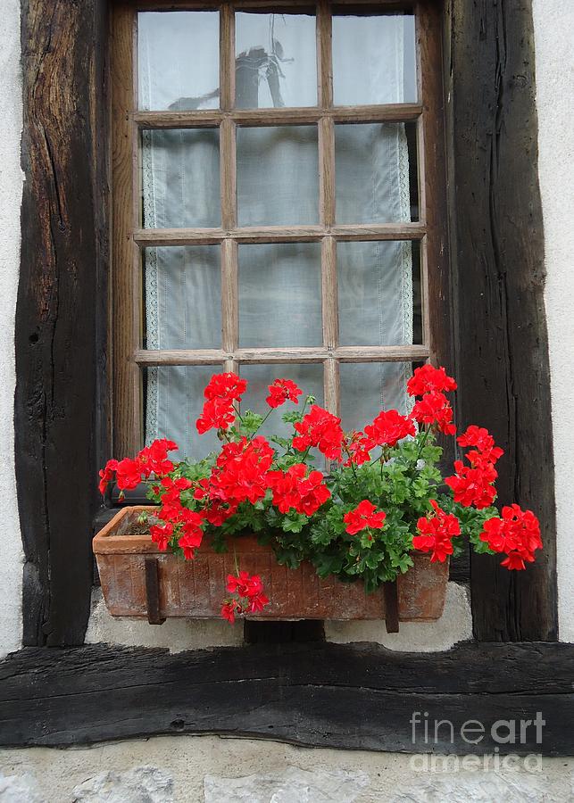 Geraniums in Timber Window Photograph by Barbie Corbett-Newmin