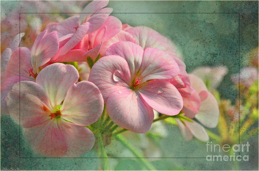 Geraniums with texture Photograph by Debbie Portwood