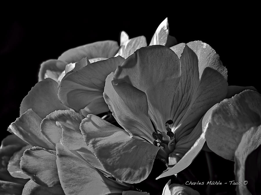 Geraniums XX in B/W Mixed Media by Charles Muhle