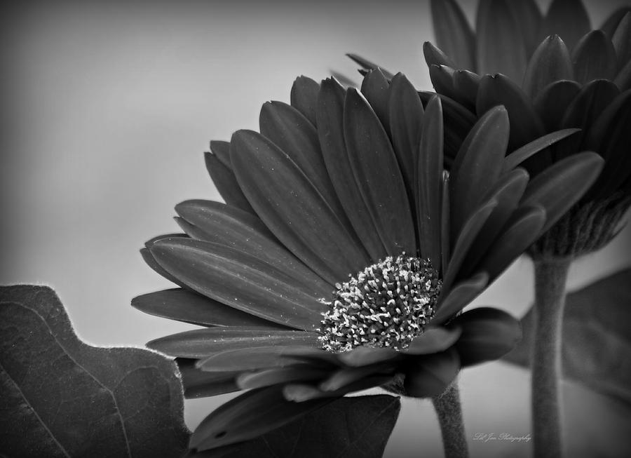 Gerber Daisies In Black and White II Photograph by Jeanette C Landstrom