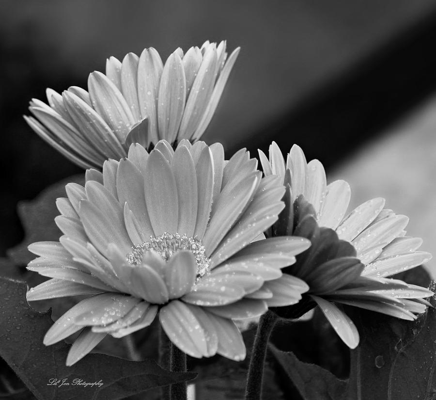 Gerber Daisies In Black and White Photograph by Jeanette C Landstrom