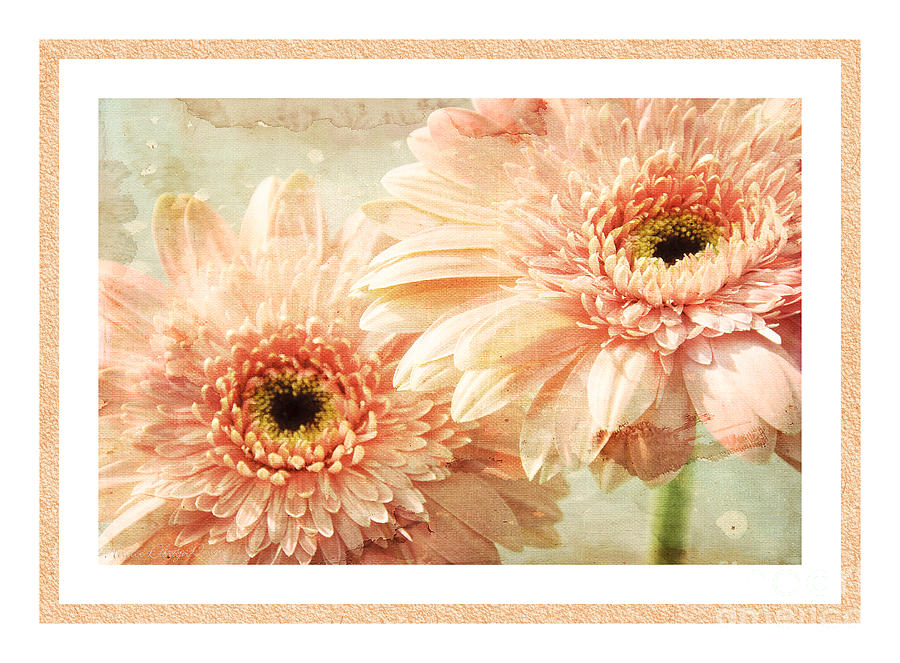 Gerber Daisy 2 Photograph by Andee Design