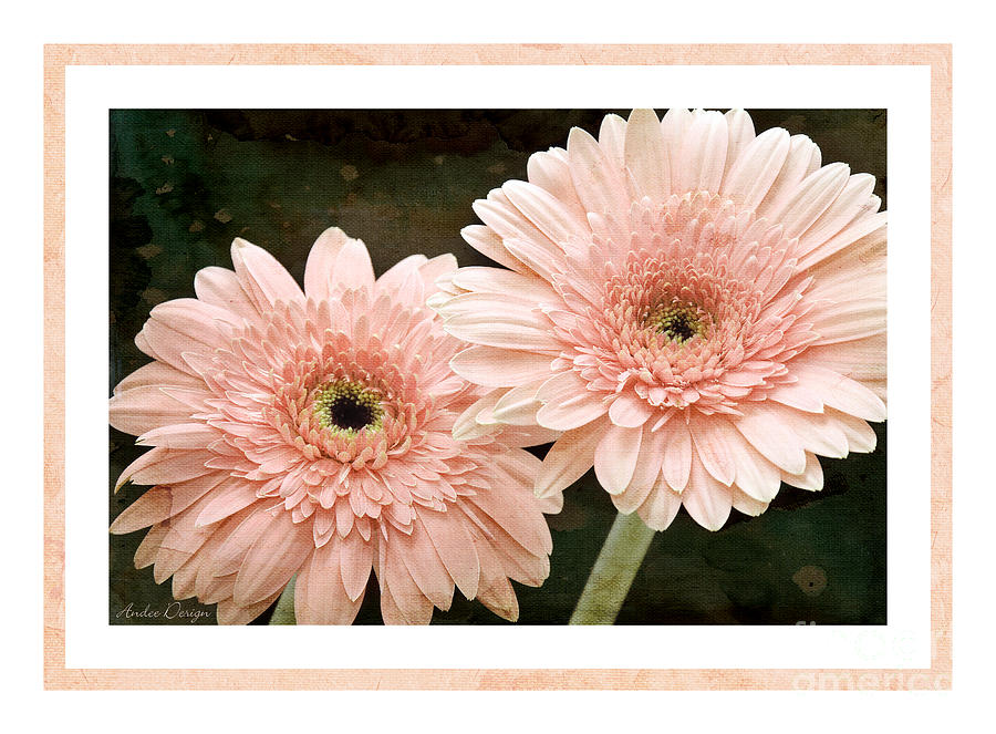 Gerber Daisy 5 Photograph by Andee Design