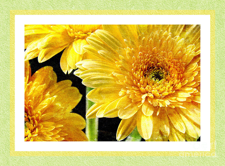 Gerber Daisy 6 Photograph by Andee Design