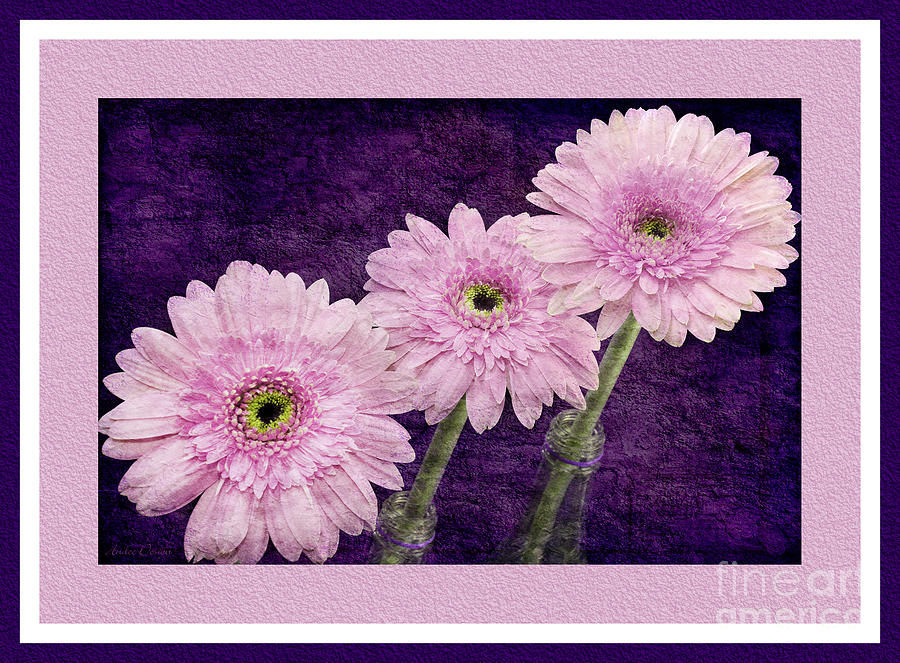 Gerber Daisy 7 Photograph by Andee Design