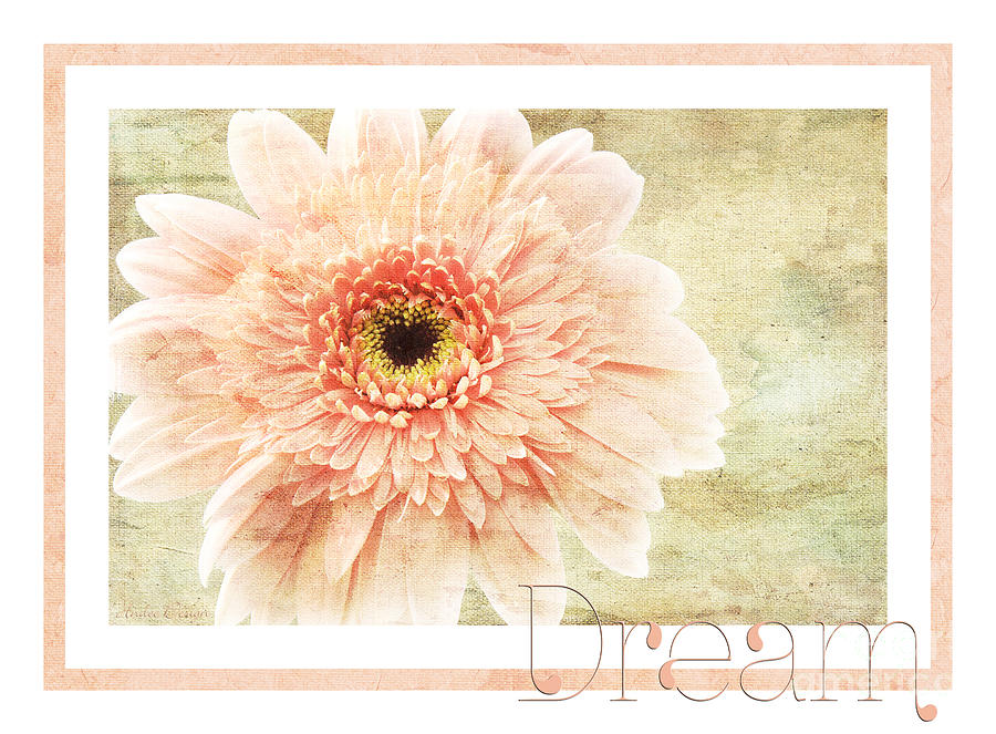 Gerber Daisy Dream 1 Photograph by Andee Design