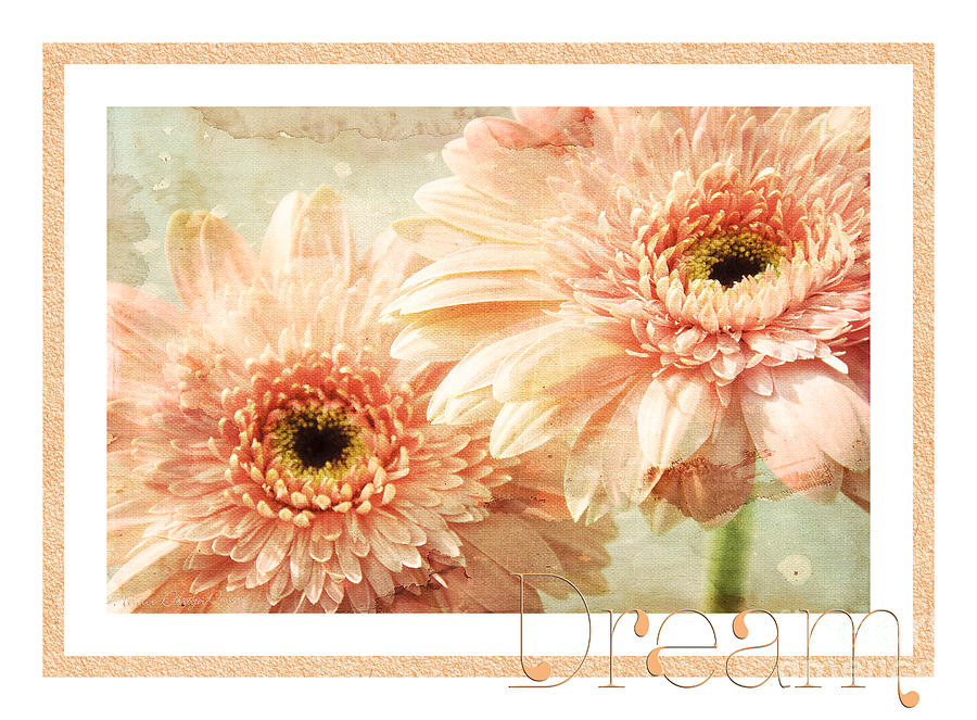 Daisy Photograph - Gerber Daisy Dream 2 by Andee Design