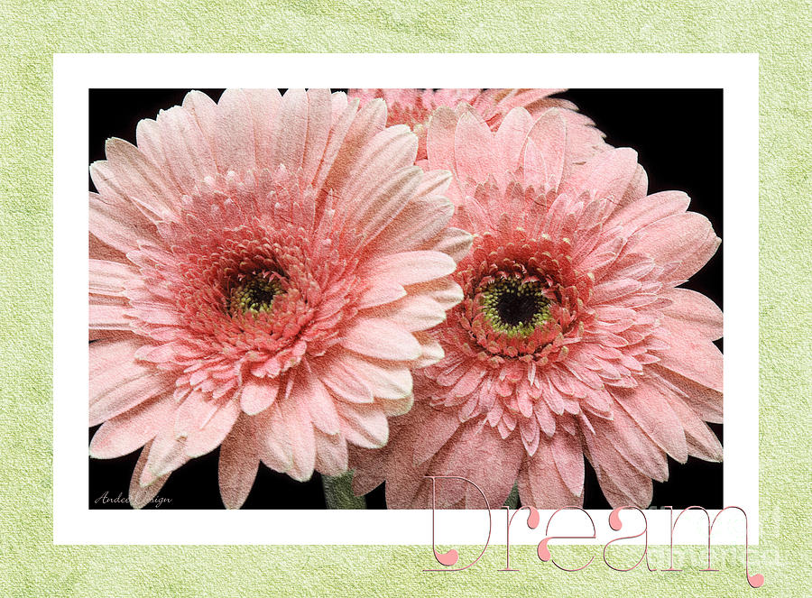 Gerber Daisy Dream 4 Photograph by Andee Design