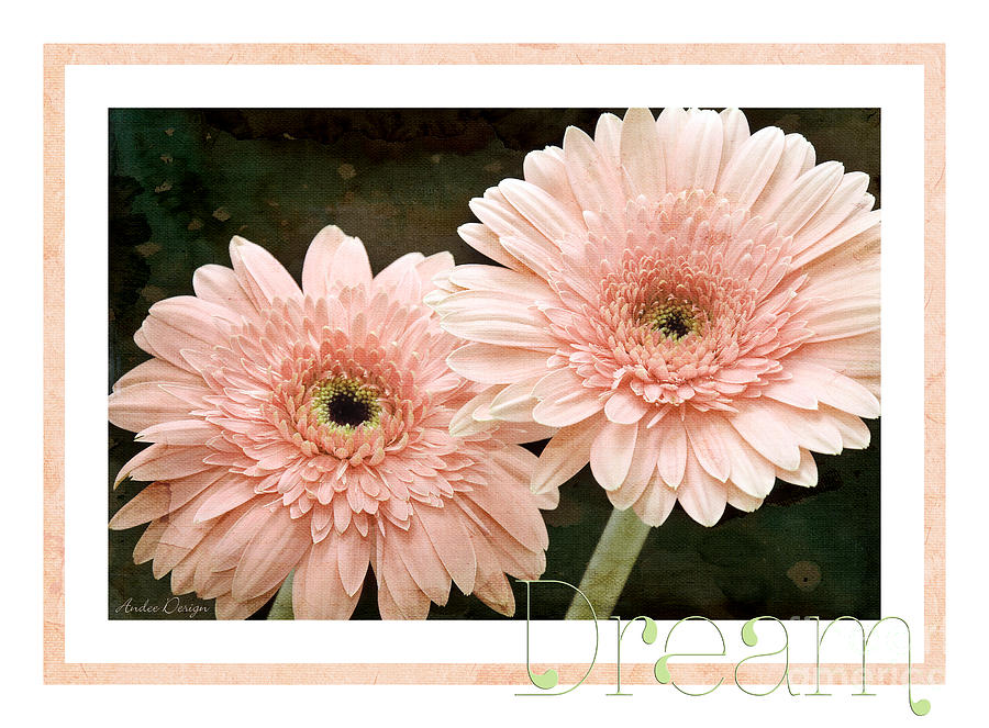 Gerber Daisy Dream 5 Photograph by Andee Design