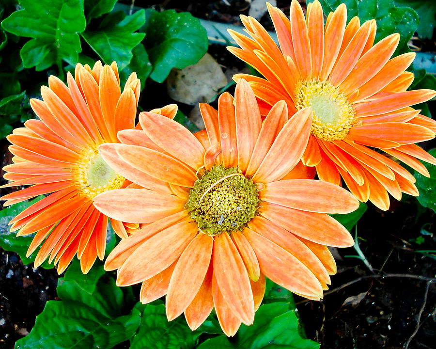 Gerber Daisy Fireworks Photograph by Geoff Mckay - Pixels