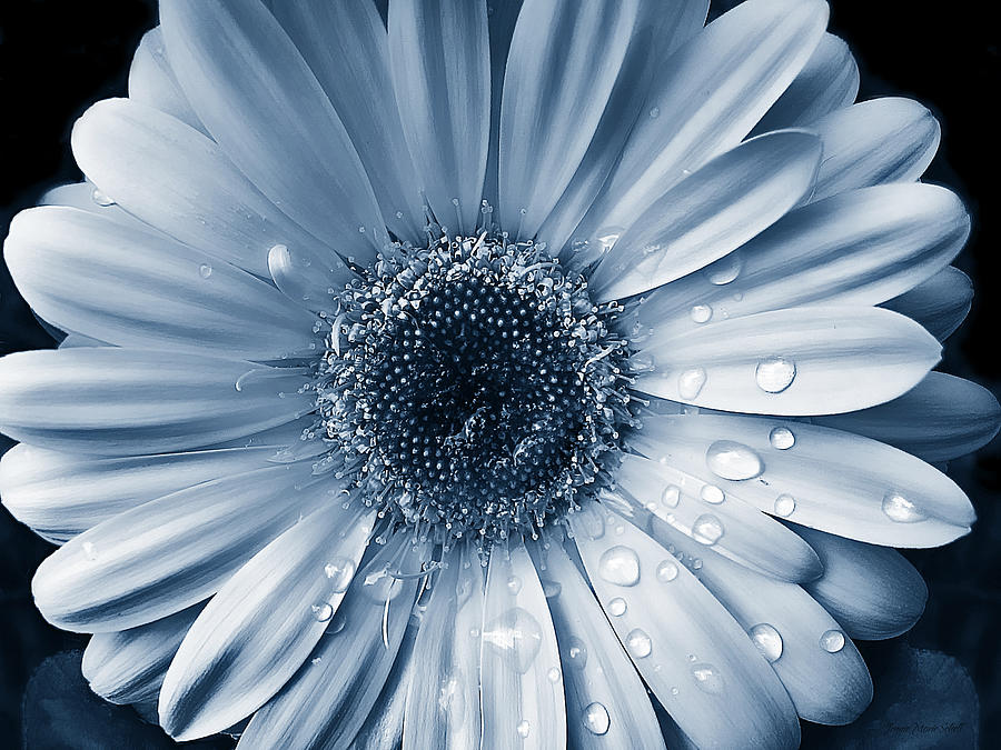 Raindrops on Gerber Daisy Flower Blue Photograph by Jennie Marie Schell