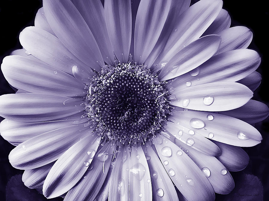 Raindrops Gerber Daisy Flower Purple Photograph by Jennie Marie Schell
