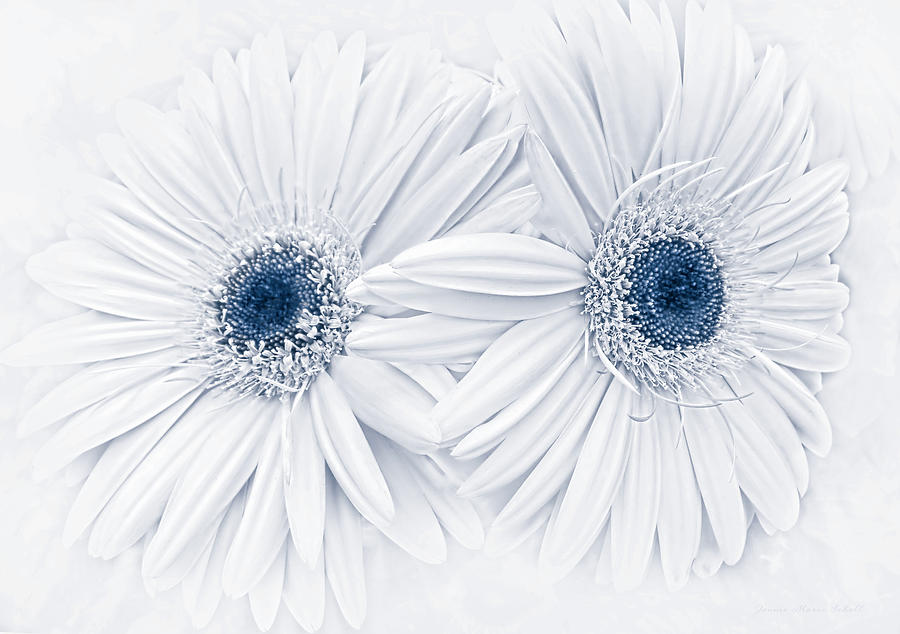 Daisy Photograph - Gerber Daisy Flowers in Blue by Jennie Marie Schell