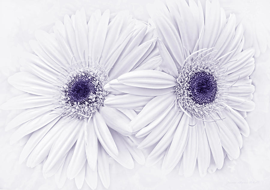 Gerber Daisy Flowers in Lavender Photograph by Jennie Marie Schell