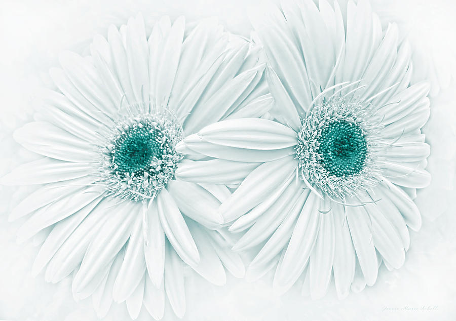 Gerber Daisy Flowers in Teal Photograph by Jennie Marie Schell
