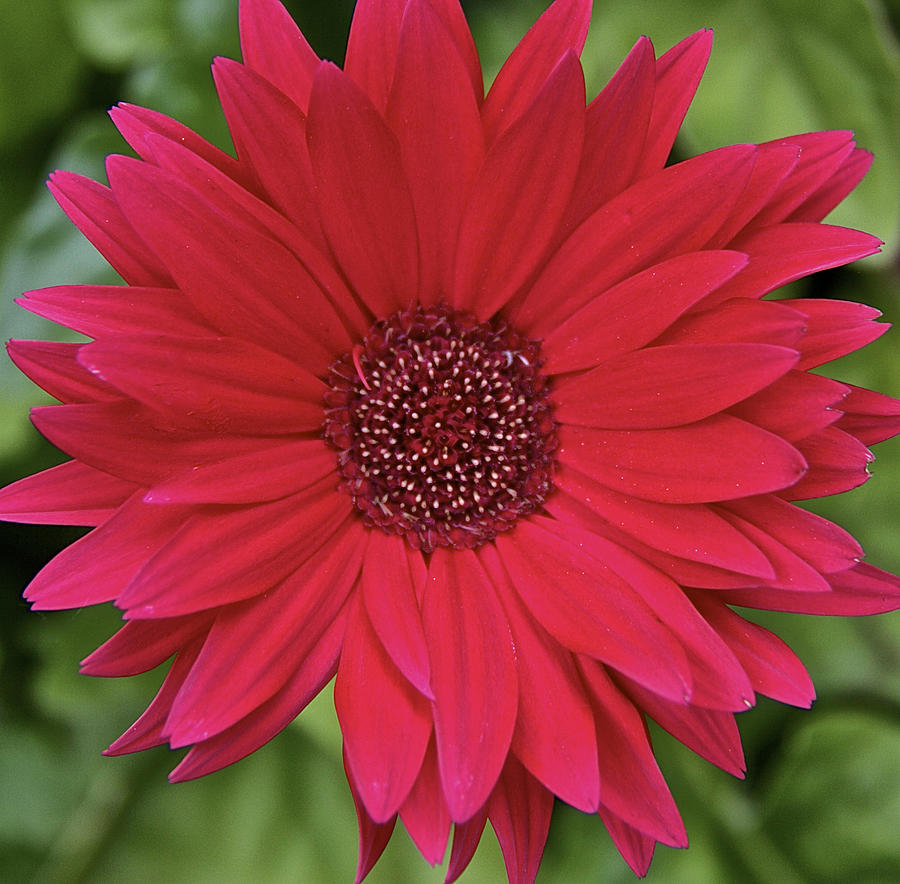 Gerber Daisy In Red Photograph
