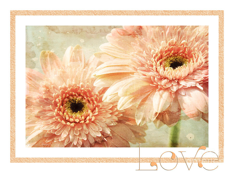 Gerber Daisy Love 2 Photograph by Andee Design