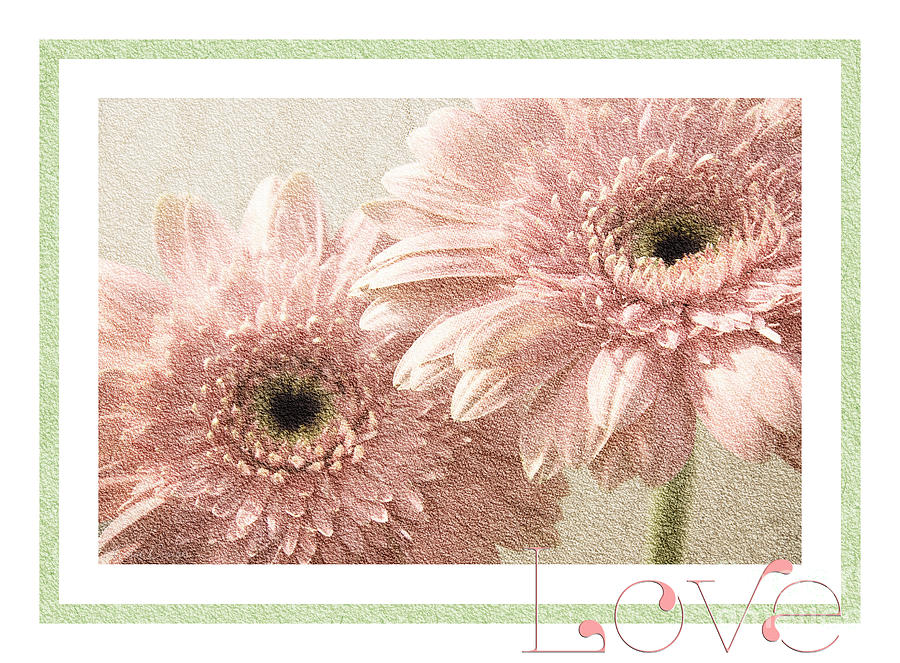 Gerber Daisy Love 3 Photograph by Andee Design